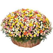 Премиум букет из: Розы #REPLACE_PRED# Шаблыкино